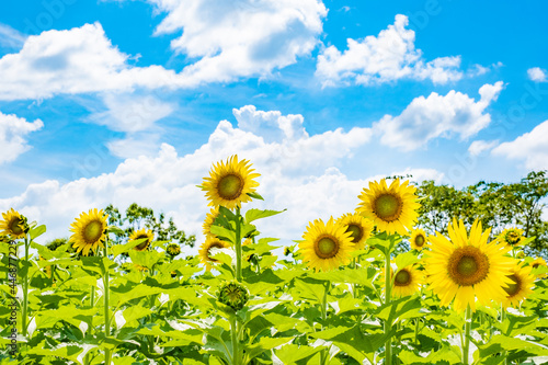 【夏】晴れの日の青空の下の満開のひまわり　向日葵畑