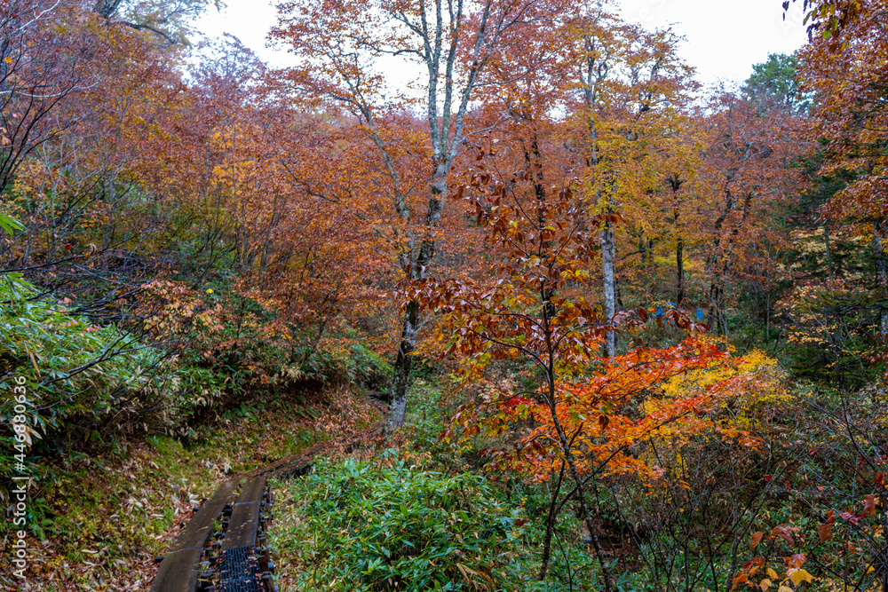 尾瀬ヶ原湿原の紅葉の風景 燧ヶ岳 至仏山 Scenery of autumn leaves in Ozegahara marshland Mt.Hiuchigadake Mt.Shibutsusan 尾瀬ヶ原湿原の紅葉の風景 燧ヶ岳 至仏山 Scenery of autumn leaves in Ozegahara marshland Mt.Hiuchigadake Mt.Shibutsusan