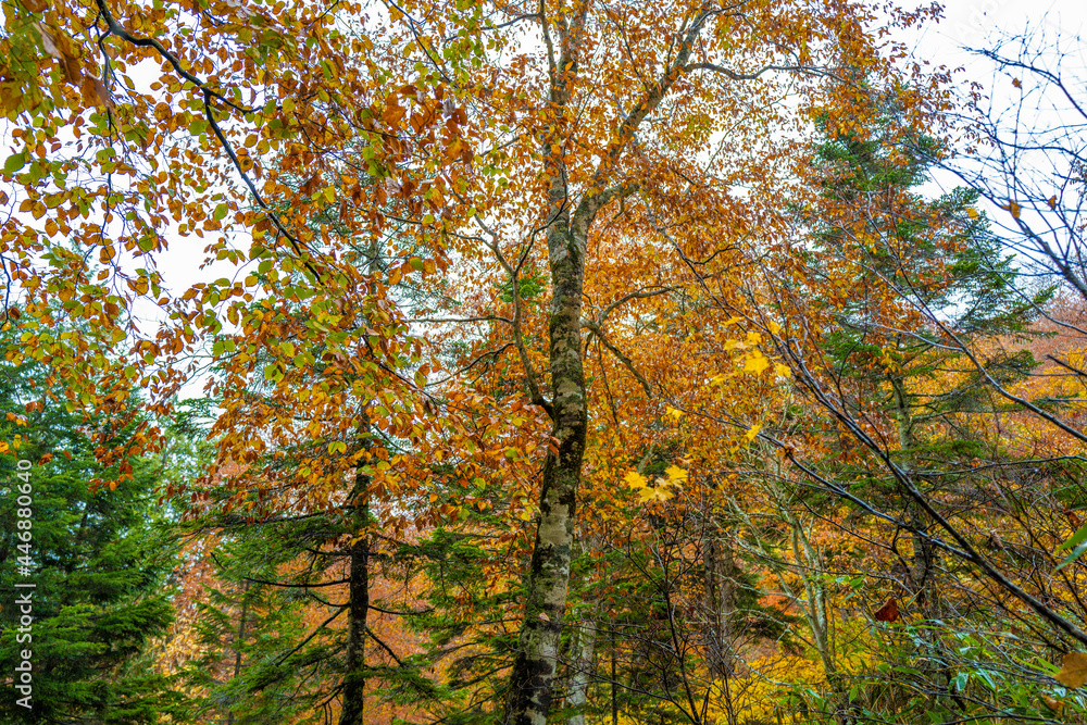 尾瀬ヶ原湿原の紅葉の風景 燧ヶ岳 至仏山 Scenery of autumn leaves in Ozegahara marshland Mt.Hiuchigadake Mt.Shibutsusan 尾瀬ヶ原湿原の紅葉の風景 燧ヶ岳 至仏山 Scenery of autumn leaves in Ozegahara marshland Mt.Hiuchigadake Mt.Shibutsusan