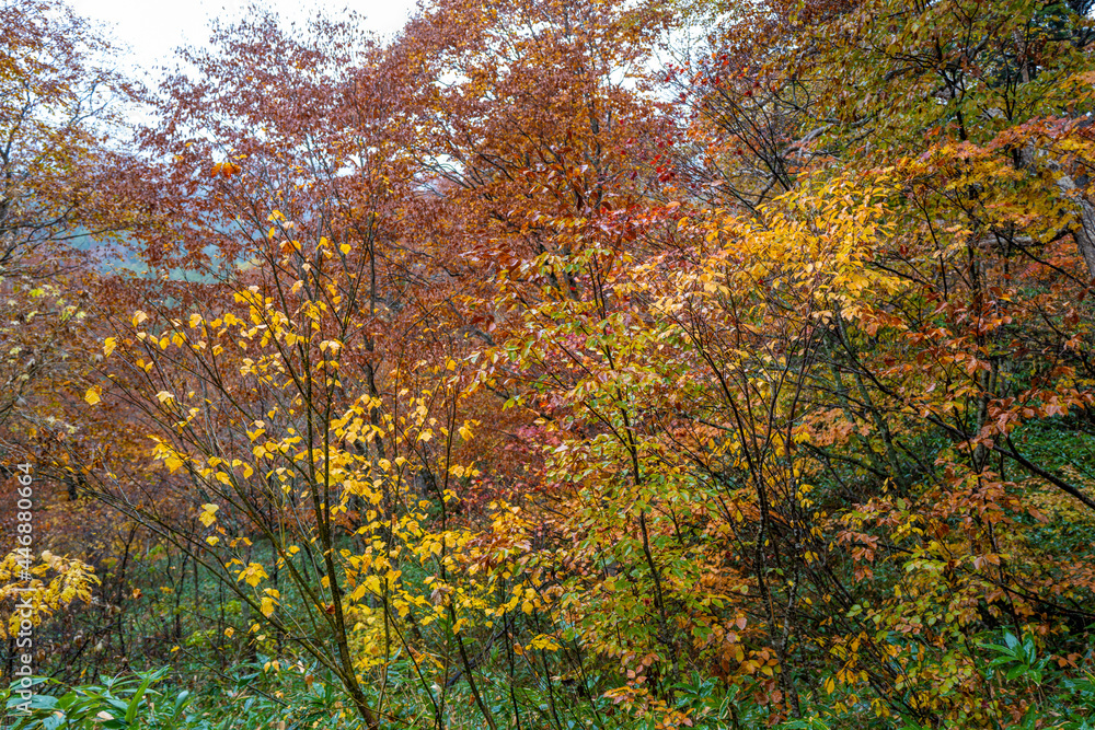 尾瀬ヶ原湿原の紅葉の風景 燧ヶ岳 至仏山 Scenery of autumn leaves in Ozegahara marshland Mt.Hiuchigadake Mt.Shibutsusan