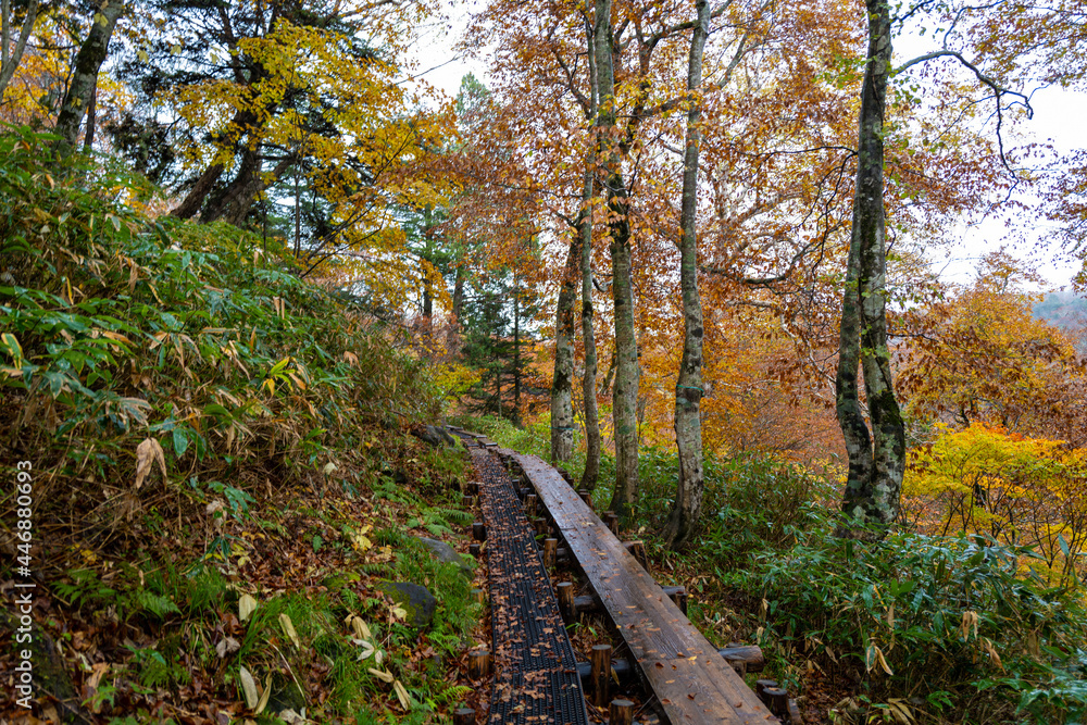 尾瀬ヶ原湿原の紅葉の風景 燧ヶ岳 至仏山 Scenery of autumn leaves in Ozegahara marshland Mt.Hiuchigadake Mt.Shibutsusan 尾瀬ヶ原湿原の紅葉の風景 燧ヶ岳 至仏山 Scenery of autumn leaves in Ozegahara marshland Mt.Hiuchigadake Mt.Shibutsusan