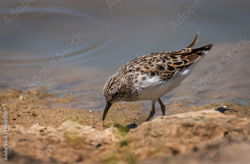 Spotted Sandpiper © Betty Rong