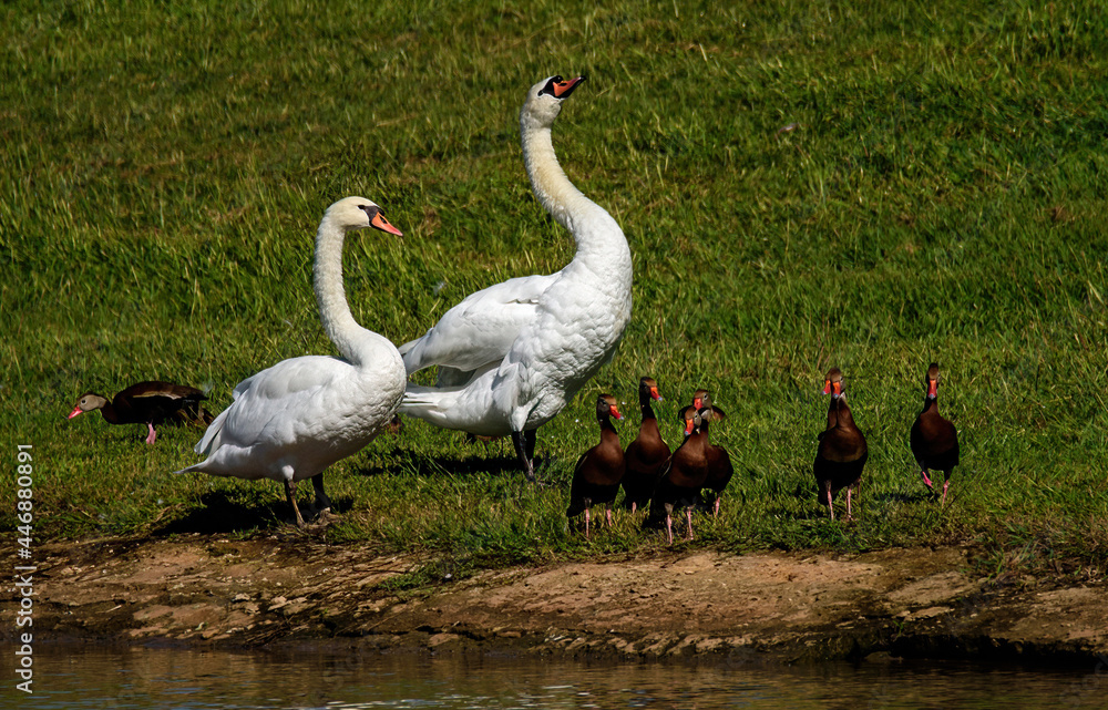 Fototapeta premium Swan Couple