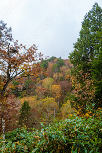 Fototapeta Naklejka Na Ścianę i Meble -  尾瀬ヶ原湿原の紅葉の風景 燧ヶ岳 至仏山 Scenery of autumn leaves in Ozegahara marshland Mt.Hiuchigadake Mt.Shibutsusan