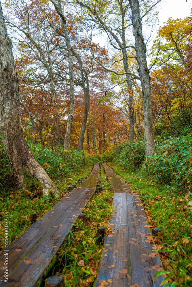 尾瀬ヶ原湿原の紅葉の風景 燧ヶ岳 至仏山 Scenery of autumn leaves in Ozegahara marshland Mt.Hiuchigadake Mt.Shibutsusan 尾瀬ヶ原湿原の紅葉の風景 燧ヶ岳 至仏山 Scenery of autumn leaves in Ozegahara marshland Mt.Hiuchigadake Mt.Shibutsusan
