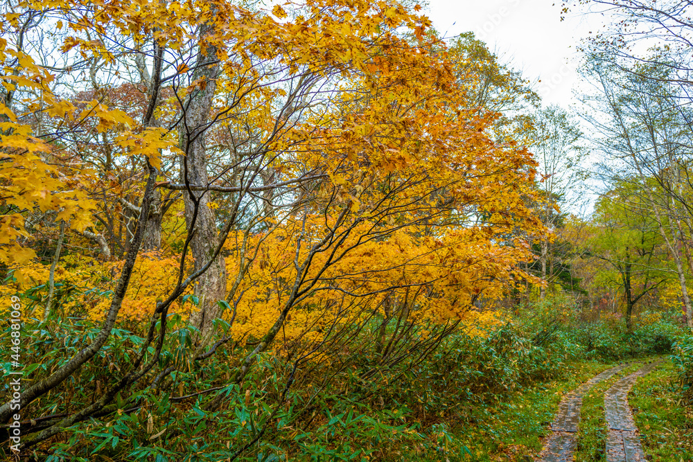 尾瀬ヶ原湿原の紅葉の風景 燧ヶ岳 至仏山 Scenery of autumn leaves in Ozegahara marshland Mt.Hiuchigadake Mt.Shibutsusan