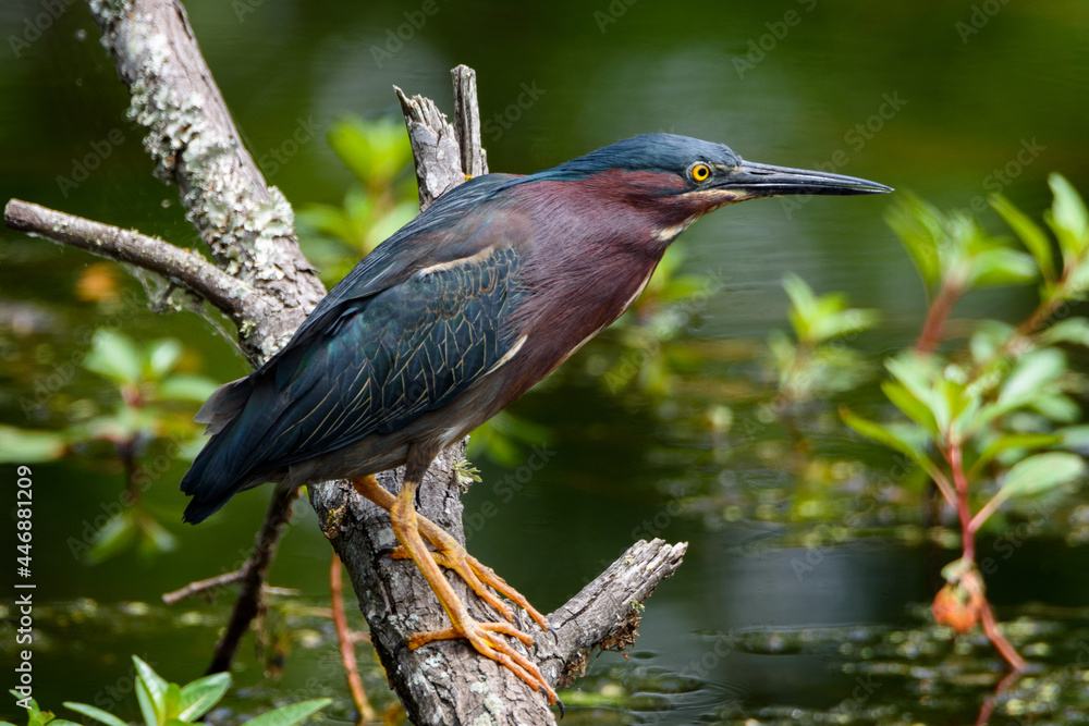 Close Up Of Green Heron Perched On Limb-1511 Close Up Of Green Heron Perched On Limb-1511