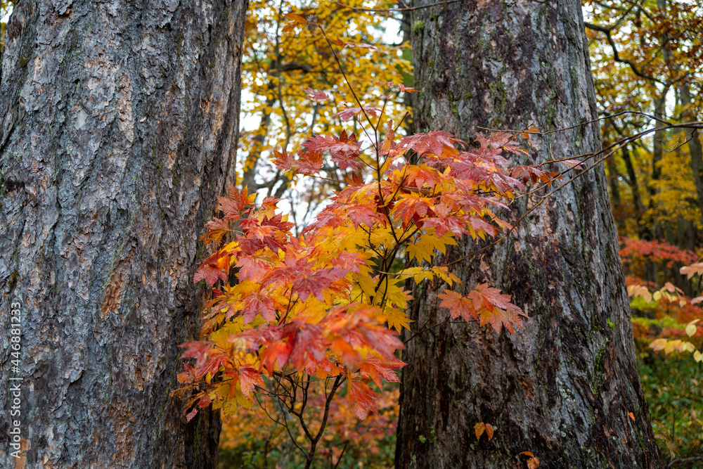 尾瀬ヶ原湿原の紅葉の風景 燧ヶ岳 至仏山 Scenery of autumn leaves in Ozegahara marshland Mt.Hiuchigadake Mt.Shibutsusan 尾瀬ヶ原湿原の紅葉の風景 燧ヶ岳 至仏山 Scenery of autumn leaves in Ozegahara marshland Mt.Hiuchigadake Mt.Shibutsusan