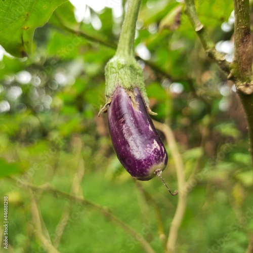 eggplant on the vine