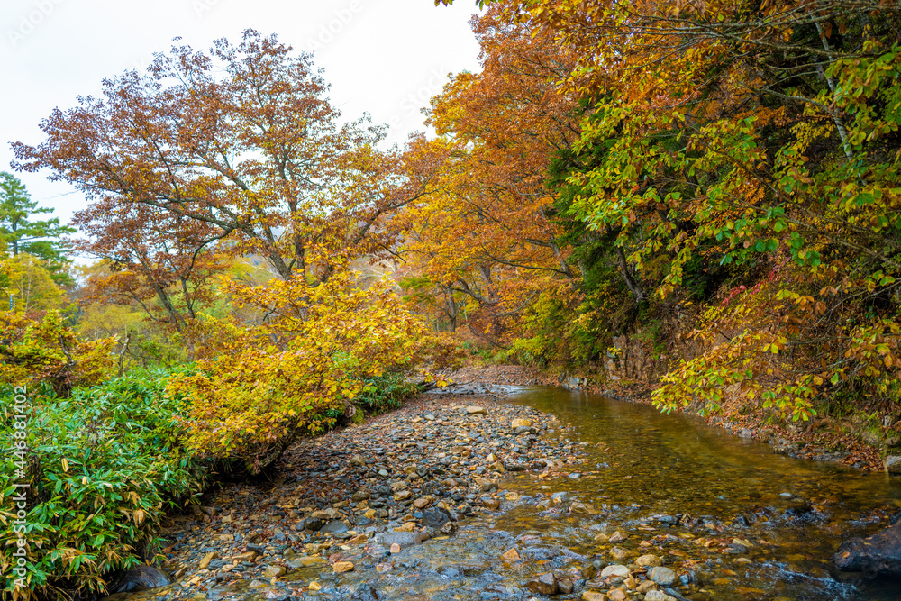 尾瀬ヶ原湿原の紅葉の風景 燧ヶ岳 至仏山 Scenery of autumn leaves in Ozegahara marshland Mt.Hiuchigadake Mt.Shibutsusan 尾瀬ヶ原湿原の紅葉の風景 燧ヶ岳 至仏山 Scenery of autumn leaves in Ozegahara marshland Mt.Hiuchigadake Mt.Shibutsusan