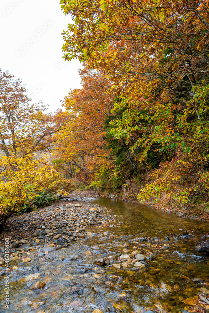 尾瀬ヶ原湿原の紅葉の風景 燧ヶ岳 至仏山 Scenery of autumn leaves in Ozegahara marshland Mt.Hiuchigadake Mt.Shibutsusan