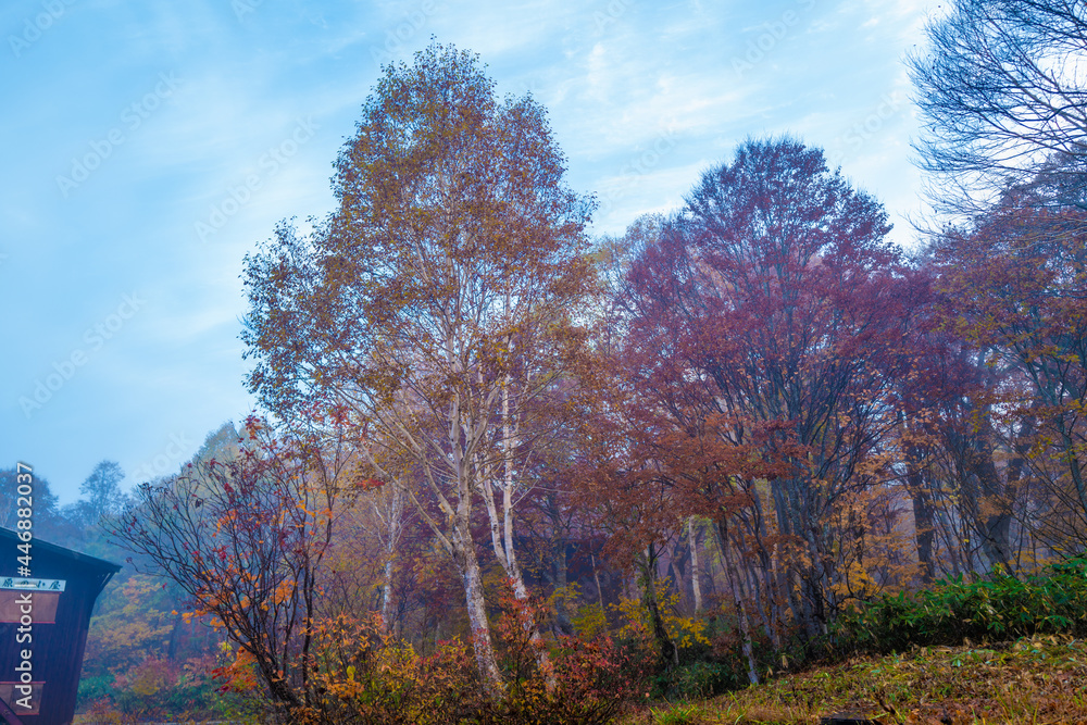 尾瀬ヶ原湿原の紅葉の風景 燧ヶ岳 至仏山 Scenery of autumn leaves in Ozegahara marshland Mt.Hiuchigadake Mt.Shibutsusan 尾瀬ヶ原湿原の紅葉の風景 燧ヶ岳 至仏山 Scenery of autumn leaves in Ozegahara marshland Mt.Hiuchigadake Mt.Shibutsusan
