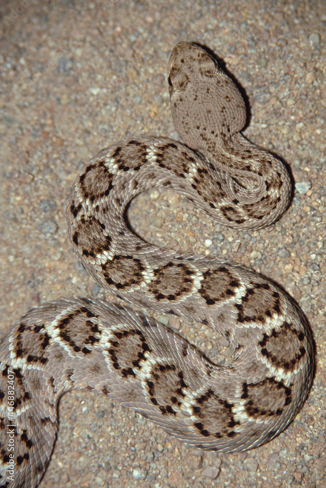 Western Diamondback Rattlesnake (Crotalus atrox) Western Diamondback Rattlesnake (Crotalus atrox)