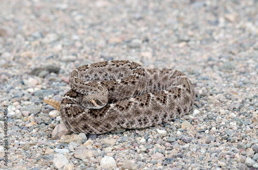 Western Diamondback Rattlesnake (Crotalus atrox) Western Diamondback Rattlesnake (Crotalus atrox)
