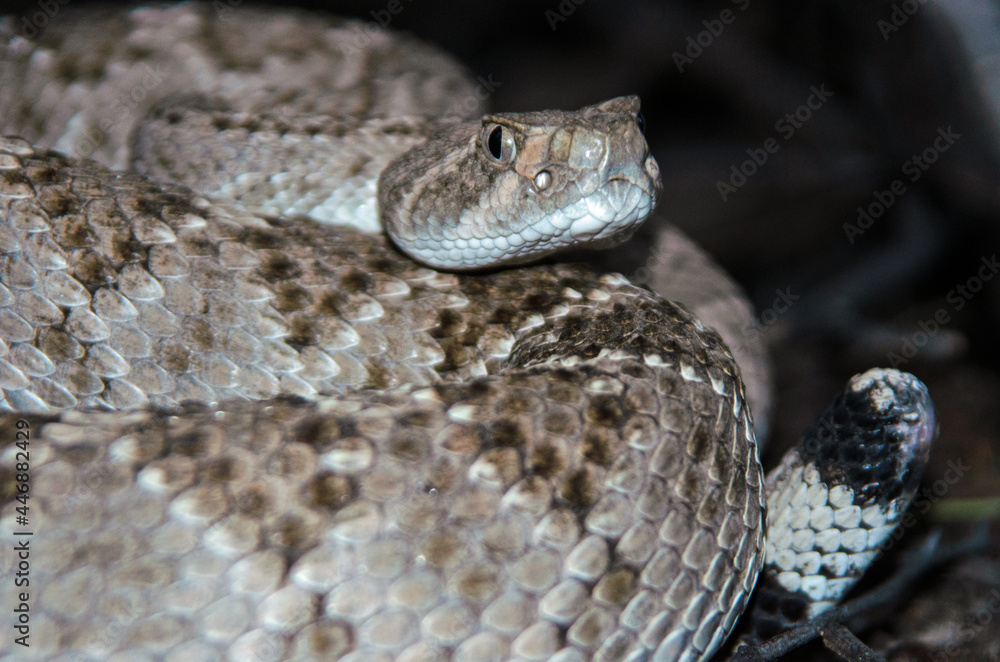 Western Diamondback Rattlesnake (Crotalus atrox) without a rattle Western Diamondback Rattlesnake (Crotalus atrox) without a rattle