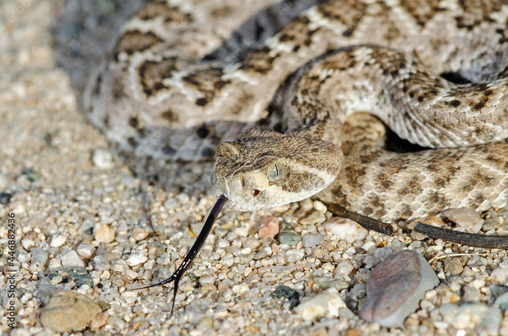 Western Diamondback Rattlesnake (Crotalus atrox) Western Diamondback Rattlesnake (Crotalus atrox)