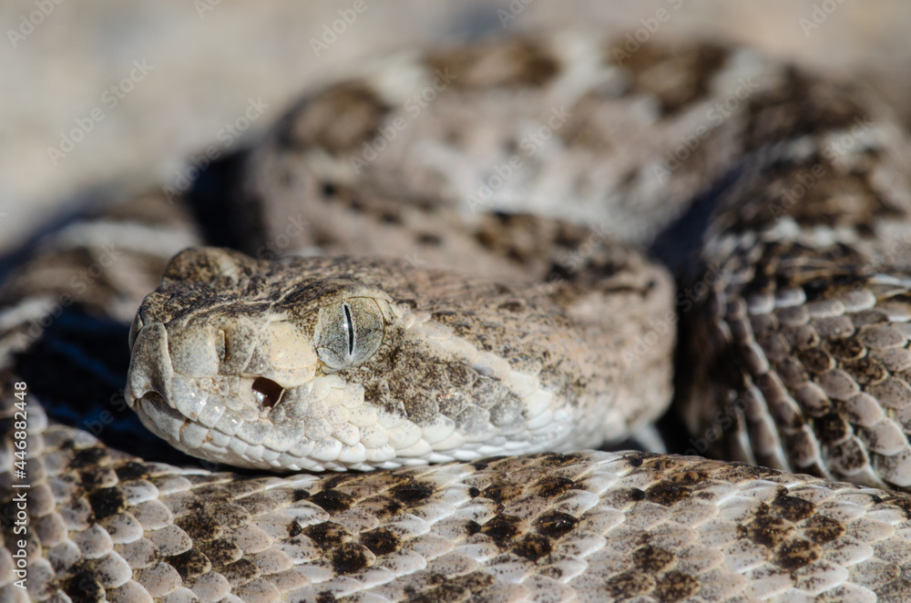 Naklejka premium Western Diamondback Rattlesnake (Crotalus atrox)