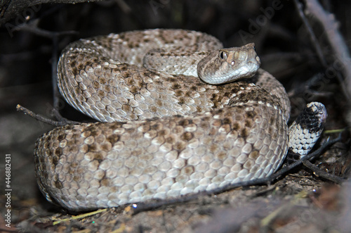 Western Diamondback Rattlesnake (Crotalus atrox) without a rattle