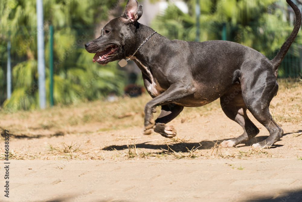 Pit bull dog playing in the park. The pitbull takes advantage of the sunny day to have fun. Pit bull dog playing in the park. The pitbull takes advantage of the sunny day to have fun.