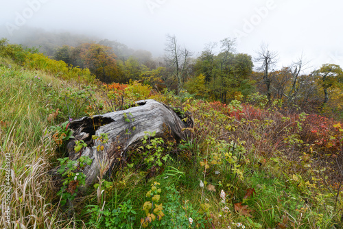 Autumn foliage in Shenandoah National Park - Virginia, United States