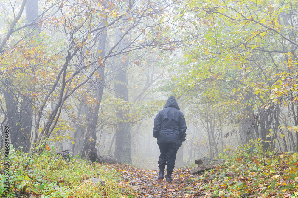 A man walks into Shenandoah National Park in an foggy autumn day in Virginia, United States of America A man walks into Shenandoah National Park in an foggy autumn day in Virginia, United States of America