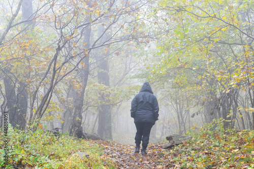 A man walks into Shenandoah National Park in an foggy autumn day in Virginia, United States of America