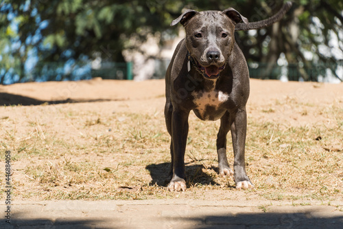 Pit bull dog playing in the park. The pitbull takes advantage of the sunny day to have fun.
