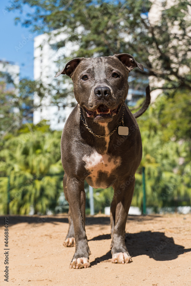 Pit bull dog playing in the park. The pitbull takes advantage of the sunny day to have fun. Pit bull dog playing in the park. The pitbull takes advantage of the sunny day to have fun.