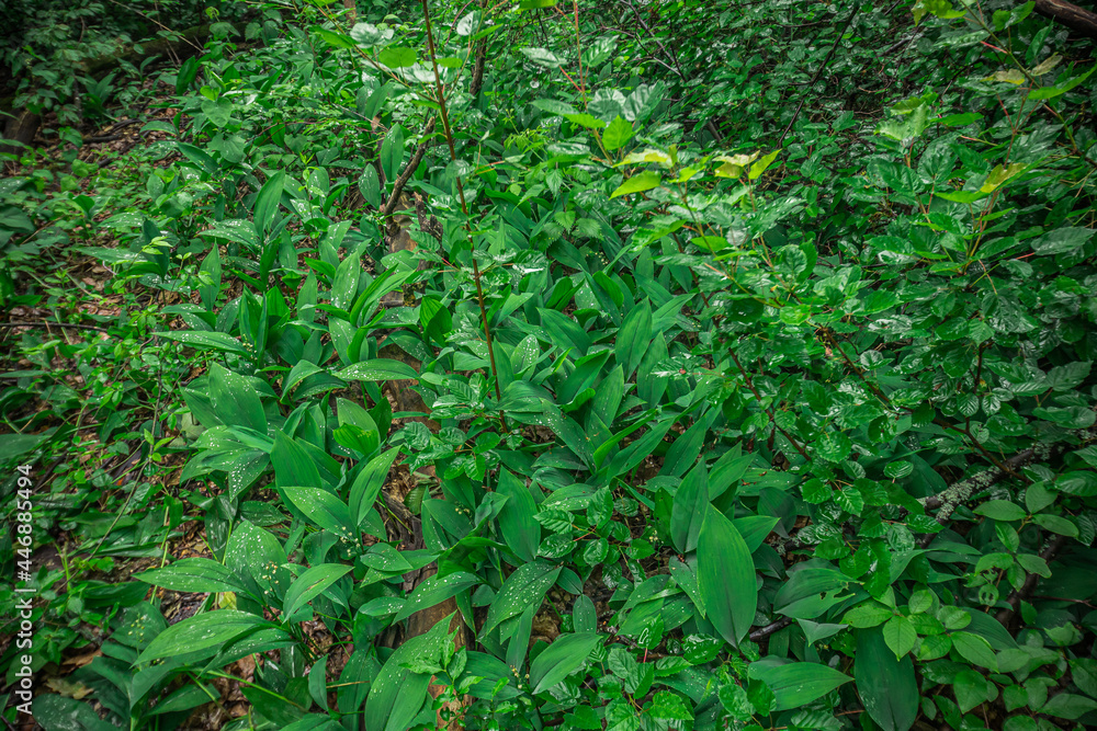 Fototapeta premium green summer garden plants in the countryside