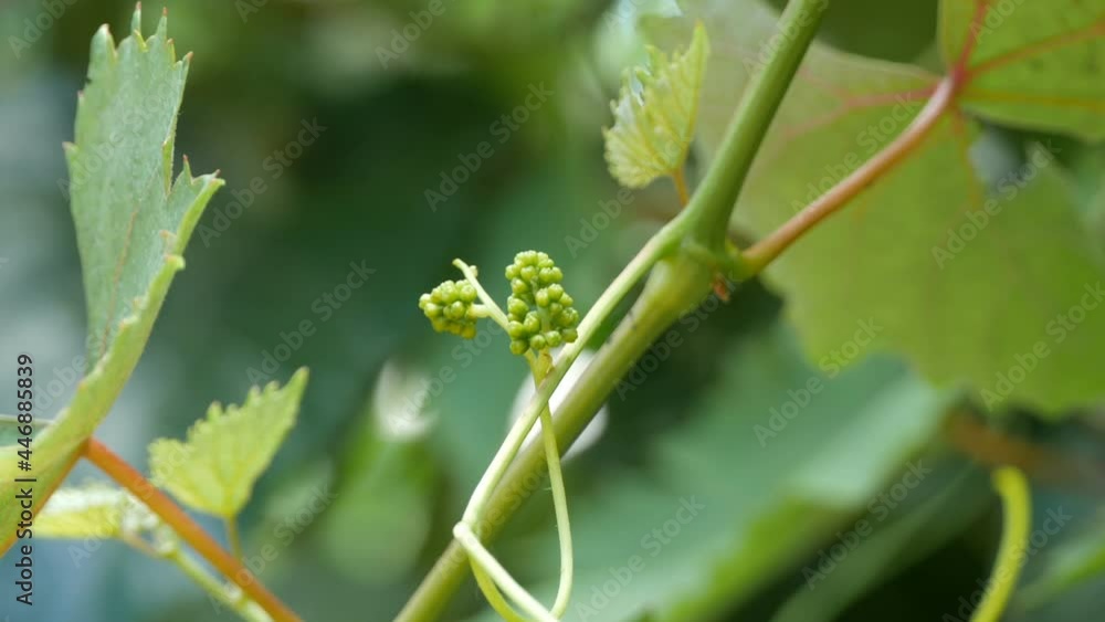 close up new grapes forming in green garden close up new grapes forming in green garden