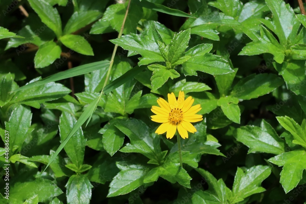 yellow flower in the garden yellow flower in the garden