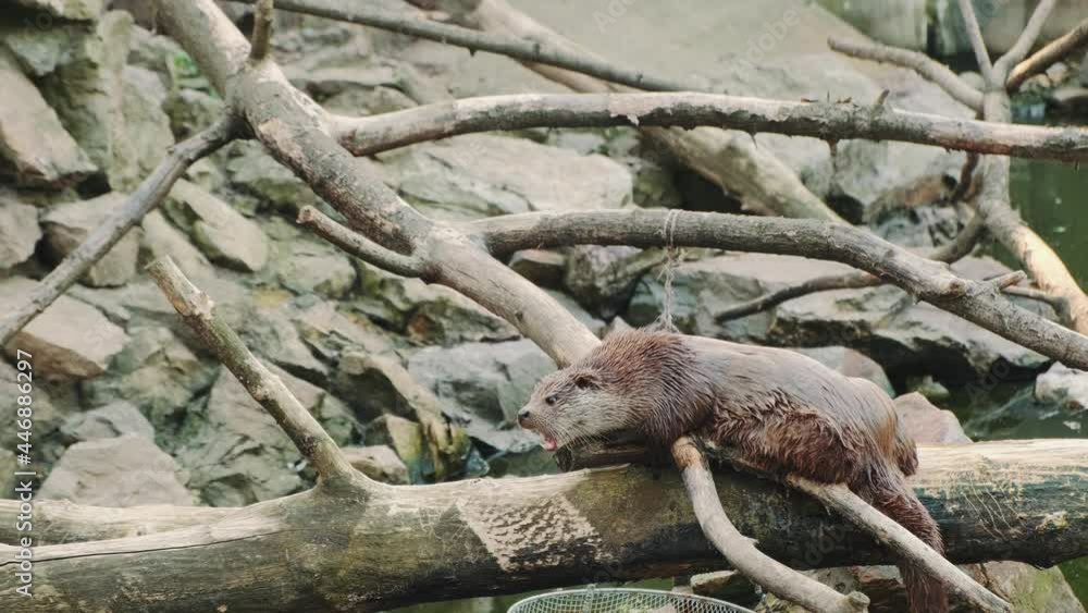 Wet otter lying on a cut tree. Visiting zoo. Wet otter lying on a cut tree. Visiting zoo.