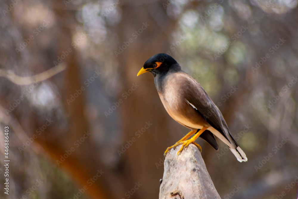 Common myna
