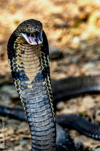 This King Cobra or Ophiophagus hannah for his scientific name, in alert position and ready to attack his opponent anytime.