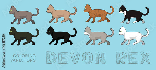 Cat Devon Rex Coloring Variations Vector Illustration