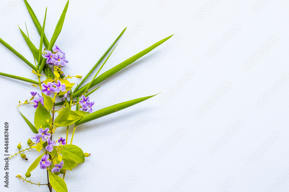 Obraz premium little purple flowers arrangement flat lay postcard style on background white