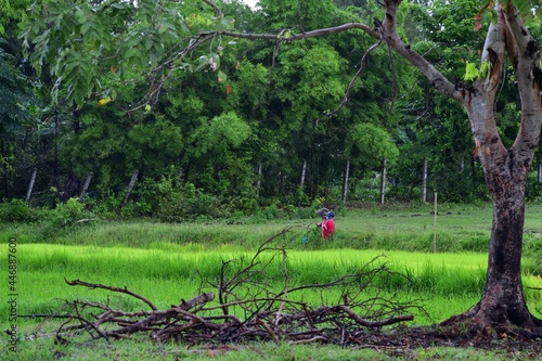 Rice field in the rainy season.