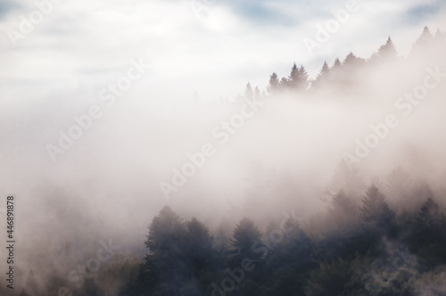 Wierzchołki drzew we mgle