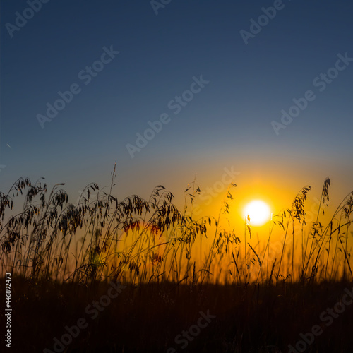 prairie with grass silhouette at the dramatic sunset  natural sunset background