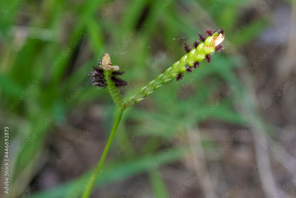 Closeup of Paspalum conjugatum or Buffalo grass Closeup of Paspalum conjugatum or Buffalo grass