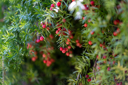 Plant leaves isolated against a green soft background