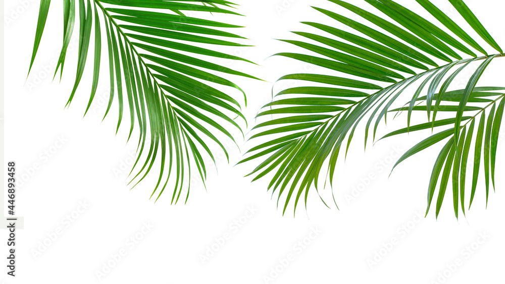 Naklejka premium Group of green palm leaves branch on white background
