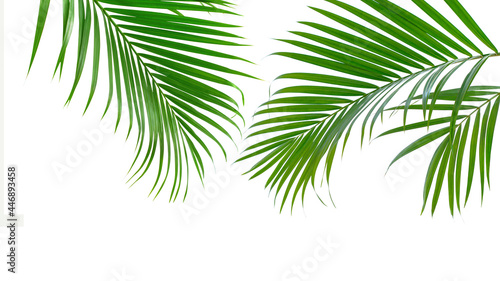 Group of green palm leaves branch on white background