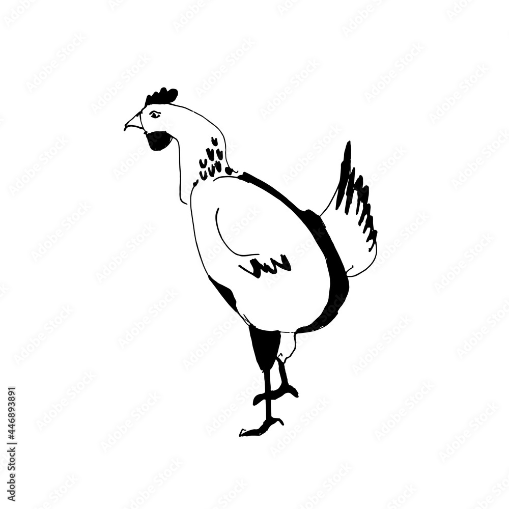Fototapeta premium Hen illustration, drawing, engraving, ink, line art, vector