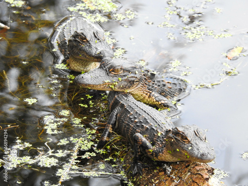 Young alligators in the Florida wetlands