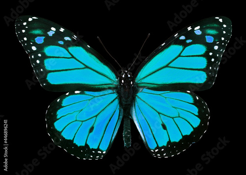 Canvas Print blue monarch butterfly isolated on black
