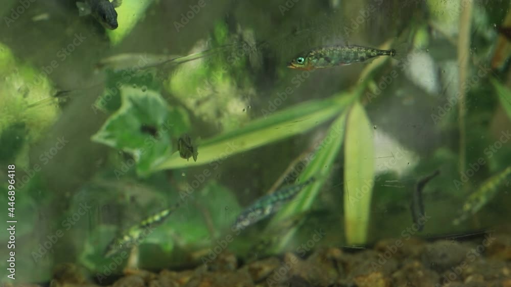 滋賀県米原市醒ヶ井の地蔵川に生息する絶滅危惧種の淡水魚、ハリヨです。 滋賀県米原市醒ヶ井の地蔵川に生息する絶滅危惧種の淡水魚、ハリヨです。