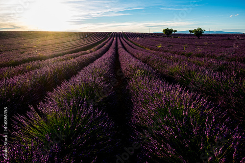 Lavender field in france, provence valensole. Beautiful nature outdoors landscape with lavender flowers