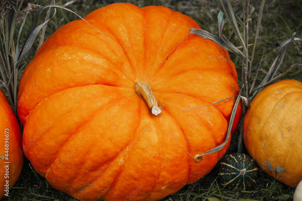 Obraz premium Autumn seasonal vegetables: Pumpkins and squash lying on the grass