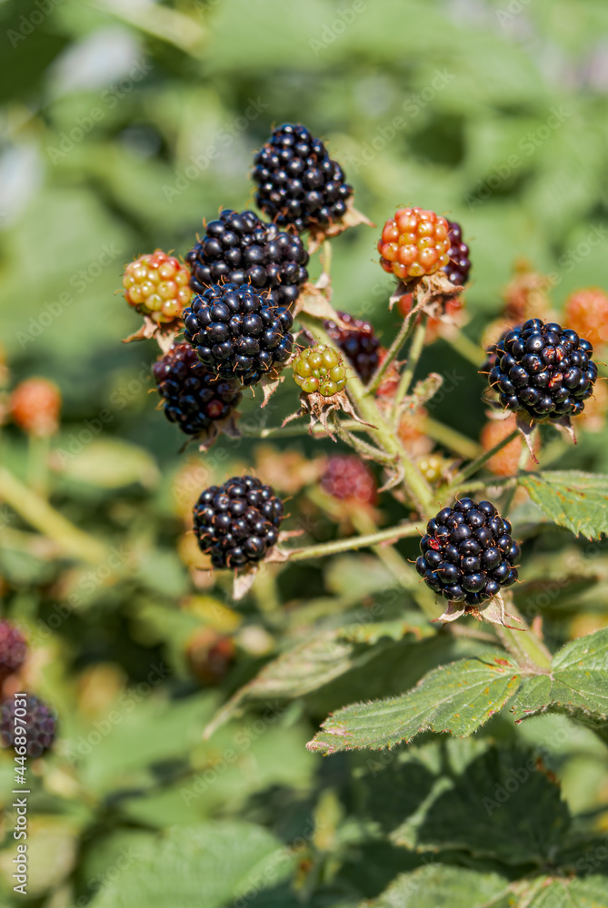 Shrubby Blackberry (Rubus nessensis) in orchard Shrubby Blackberry (Rubus nessensis) in orchard